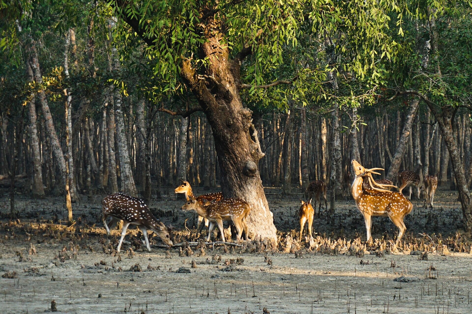 Exploring the Wild Side of Kolkata: Embark on an Enthralling Wildlife Expedition